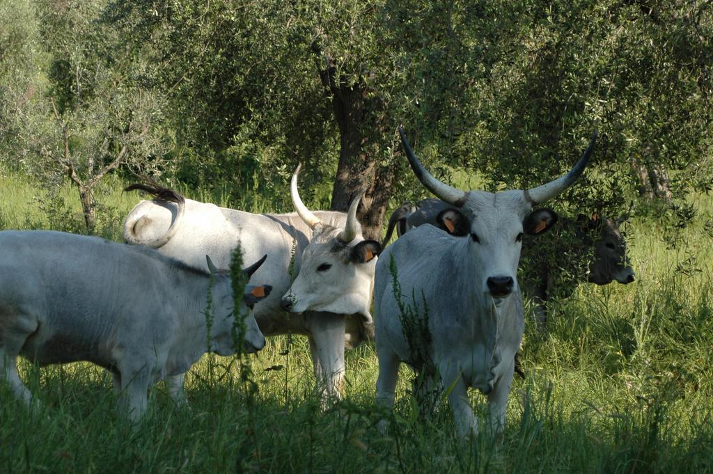 Agriturismo Bio Le Macchie Alte マンチャーノ エクステリア 写真